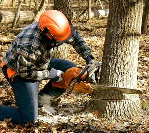 Tree Removal in Edgerton, WI